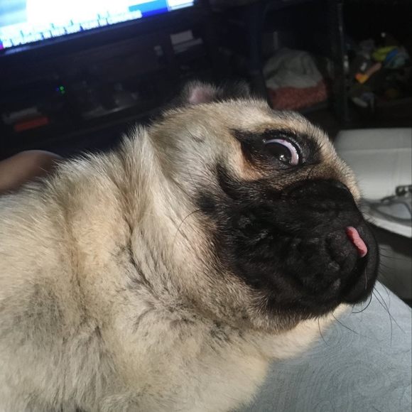 smashtdog